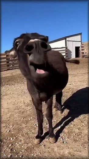 Funniest Crying Donkey You’ll Ever See 😭🐴