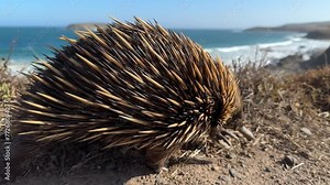 An echidna or spiny anteater walking along the coastline of the Fleurieu Peninsula in South Australia in 4k video footage