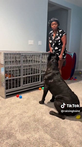 Merry Christmas from Bane 🤗🎁 Did y’all catch our live Christmas catastrophe this morning? 😭😭 #canecorso #canecorsopuppy #RaisingBane #mastiffpuppy #corsosoftiktok #christmascorsos #toypuppies #Christmas2023 #dogchristmas