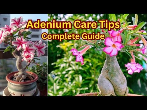 Adenium plant care tips and fertilizer. Complete guide to grow adenium | Talk of trees