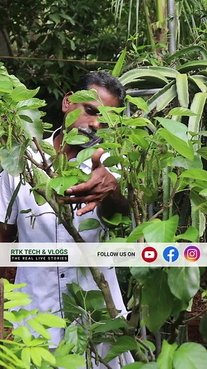 6.9K views · 48 reactions | Exotic fruits| Brazilian Mulberry tree Malappuram Pattarnadakkavu |#agriculture #exotic #fruittree #fact #tropicalfruit #keralafarming #tree #rodemic #tropicalfruits #exoticfruitplants #gardening | RTK Tech&Vlogs | Facebook