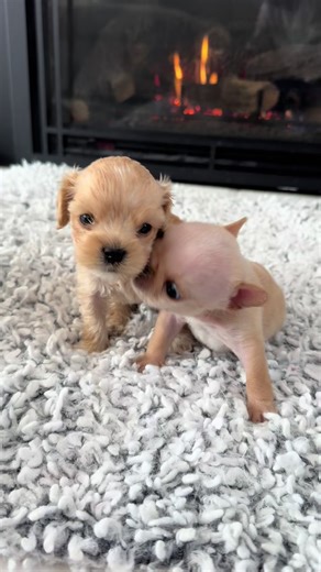 Cleft Palate Brothers: Baby Nick and Baby Archie's Journey