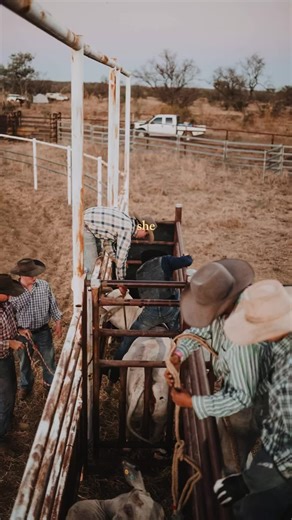 ✨✨ #CapCut #fyp #rodeo #cowgirl #cowboy #equinephotography #photography #cattlestation #north #foryou