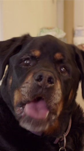 Snouts & Short Tales Full Episodes