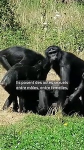 Les bonobos, des gros obsédés ?!