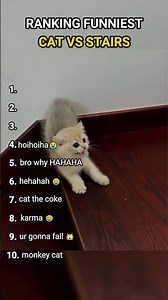 Ranking Most Hilarious Cat vs Stairs Moments 😹