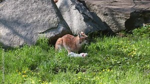 Lynx in the forest eats prey. Lynx is a species of mammals from the lynx genus.