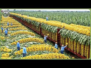 How Global Farmers Make Billions from Agriculture – Inside Largest 2026 Harvest Rush