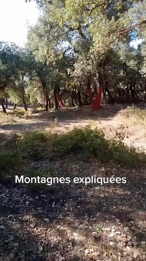 Exploring Olive Tree Forests: A Serene Nature Walk