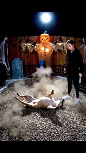 The Boxer Gravel Wipeout