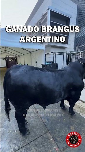 Brangus, the king of beef in northern Argentina #brangus #cattle #ranch #farm #animalscience