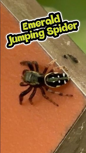Emerald Jumping Spider Creature Report! #nature #wildlife #spider #insects #bugs #herping #animals