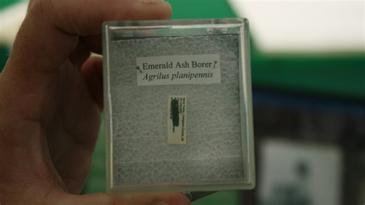 What is an Emerald Ash Borer? Invasive insect spreads in Alabama, kills trees