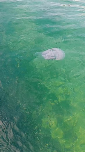 Виктория Стёпкина801 на TikTok