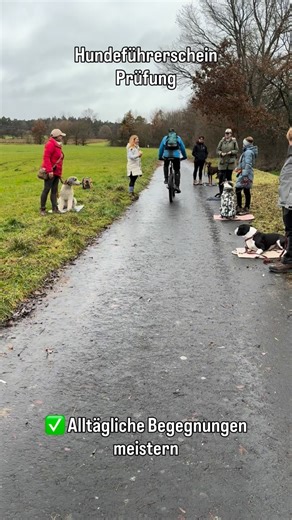 Teamwerkstatt-Mensch-Hund | Hundetraining für Problemhunde on Instagram: "12 Teams. Eine Prüfung. 100 % bestanden. 💥🐾 Was man hier sieht, sind nicht einfach „brave Hunde“. Man sieht Teams, die gelernt haben, sich im Alltag aufeinander zu verlassen. Menschen, die klarer geworden sind. Hunde, die Orientierung gefunden haben. Und Situationen, die früher Stress bedeutet hätten – und heute machbar sind. Hier und da war die Ablenkung groß, die Wurst verlockend oder die Nerven kurz angespannt. Aber g