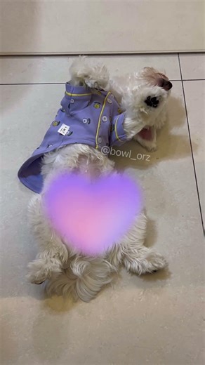 💜😂 小可愛的完全放鬆模式Little Pup in Full Relax Mode