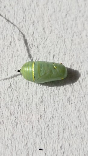 17K views · 351 reactions | Remember this monarch caterpillar from yesterday, that fell just before pupating? ✨ We’re happy to share that it is now a healthy chrysalis!  With a little help, we were able to safely rehang it so it can emerge right alongside all the others. 曆 #MonarchButterfly #Chrysalis #CaterpillarToButterfly #PollinatorGarden #ButterflyLifeCycle #NatureLovers #MonarchConservation #SaveTheMonarchs | the_monarch_movement | Facebook