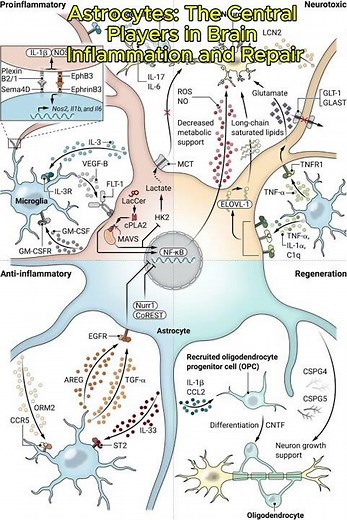 Astrocytes: The Central Players in Brain Inflammation and Repair