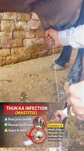 Mastitis in Cows/Buffalo 🐄 | Doodh Pani Jaisa Kyun Hota Hai? | Thun Infection Treatment Hindi