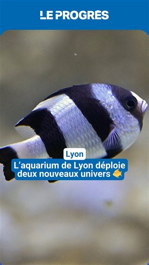 Plus vaste, plus immersif, il vous plongera encore plus dans les splendeurs sous-marines 🐠 C’est dans une version augmentée que l’Aquarium de Lyon, à La Mulatière, accueille le public avec à la clé deux principales nouveautés que sont les espaces « Océan 360 » et « Lueurs marines » 🌊🥽 | Le Progrès