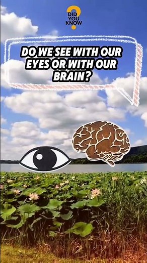 Do We See With Our Eyes or Our Brain? 👁️🧠 #intelligencetest