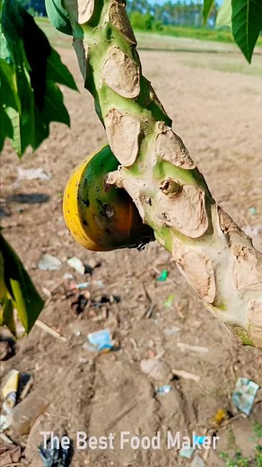 1.9M views · 10K reactions | Fresh papaya Fruit picking And eating in village | Health Benefits of Papaya | The Best Food Maker .. #papayafruit #papaya #papayatree #papayas #papayafruitbowl #pepaya #papayabenefits #pepayabangkok #petaniindonesia #petanibengkulu #dirumahaja #petaniasia #patanizamannow #terusmemanen #pepayaipb #pepayacalifornia #petanimuda #instaviral #newreels #streetfood #healthyfruits #papayaeating #thebestfoodmaker | The Best Food Maker | Facebook