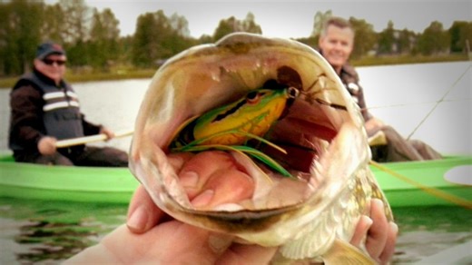 HECHT-Angeln mit FRÖSCHEN