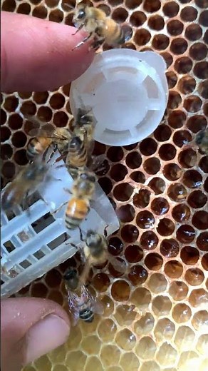 New Queen, New Hive 🐝 | Beginning a New Journey
