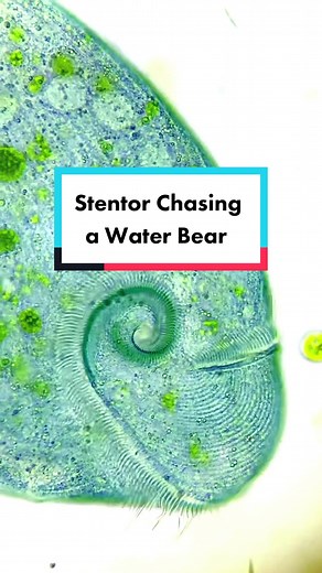 Stentor Chasing a Water Bear