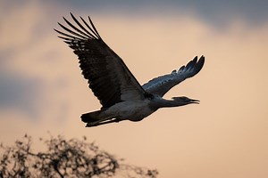 What is the world's heaviest flying bird? Meet the heavyweights that somehow get airborne | Discover Wildlife