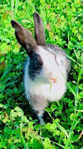 How to Bond with Your Rabbit: 5 Tips to Make Your Bunny Love You ❤️