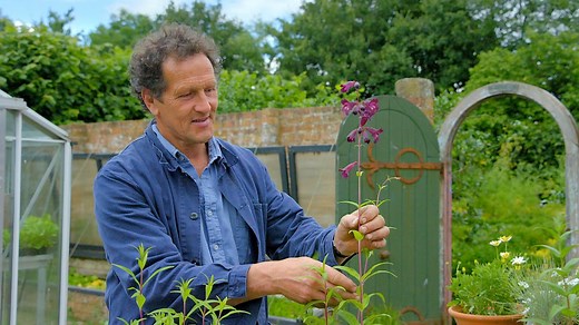 How to take penstemon cuttings