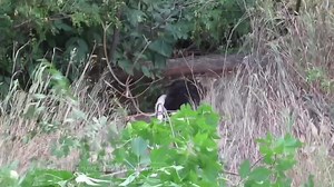 In today’s beaver video, I followed a beaver who chewed down a small tree in the bush, then dragged it out of the trees and back towards the pond. Enjoy! #beavers #animals #WildlifeWednesday | Mike’s photos and videos of beavers