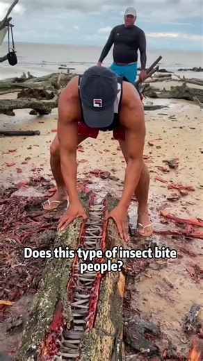 Does this type of insect bite people?#science #popular #usa #insects | insects