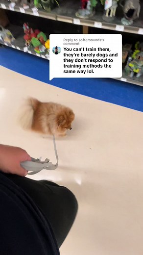 Understanding Small Dog Behavior and Training Tips