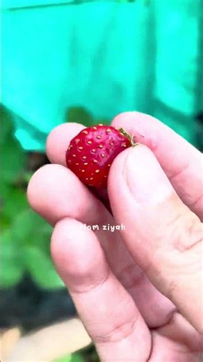 Growing ready-to-plant strawberry seedlings #readytoplantseedlings #seedlings #strawberry #growin...