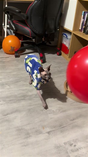 Albie playing with a balloon 🥰 #sphynx #sphynxcat #hairlesscat #fyp