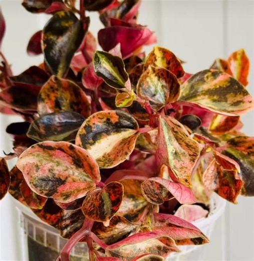 Rare Variegated Orange Metallic Peperomia Potted Plant - Etsy