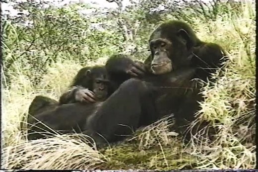 11K views · 512 reactions | Male chimpanzees are typically portrayed...