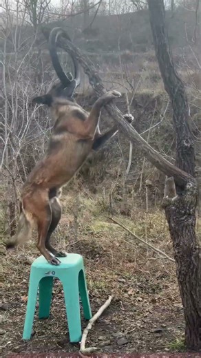 Clever Dog's Stacking Skills! Even the Tire Is Down!