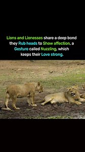 Nuzzling is not just affection, it’s a symbol of love, trust, and belonging that keeps the pride strong. #LionPride #evolution #biology #biologyfacts #facts #factsdaily #factsyoudidntknow #knowledge #Knowlegefact #amazingfacts #animalfacts #reelsfbシ #reelsviralシfb #reelsvideoシ #reelsviralシ #viralreel #trendingreel | World's Amazing Factz