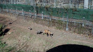 Here's another pupdate to start your week off right: Last week, our maned wolf pups received a check-up from our animal care team and another round of vaccines. Check out this video of their most recent exam! | Greensboro Science Center