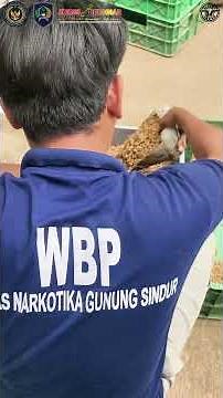 Lapas Narkotika Gunung Sindur Panen 250 Kg Maggot dari Sarana Edukasi dan Asimilasi