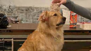 Jenga, but my dog is the main character