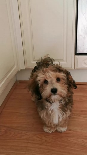 Clever Harvey's Adorable Wave Trick