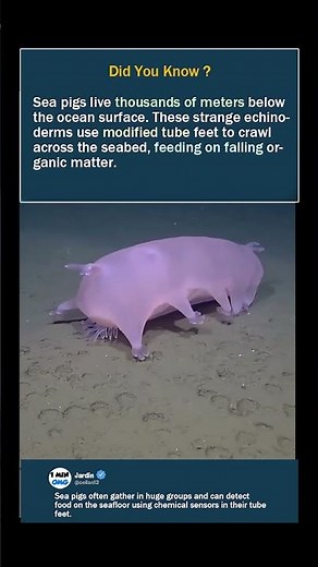 Meet the “Sea Pig” Living 5,000m Deep 🐷🌊