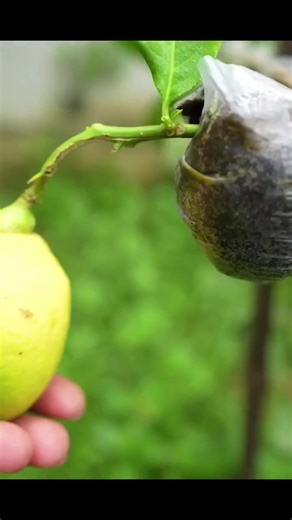 Grow lemon tree by air layering #propagate_lemon_tree #fruit