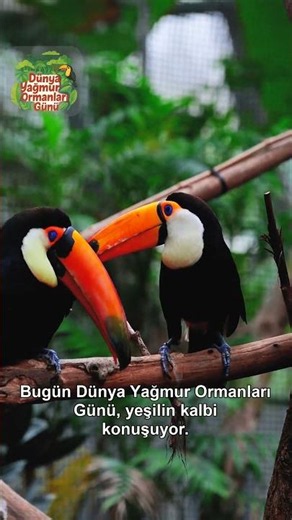 22 Haziran — Dünya Yağmur Ormanları Günü
