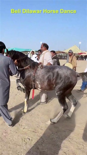 Beautiful Dancing Horses Show That Stole Everyone’s Heart ❤️ #dancinghorse #horse #desiculture