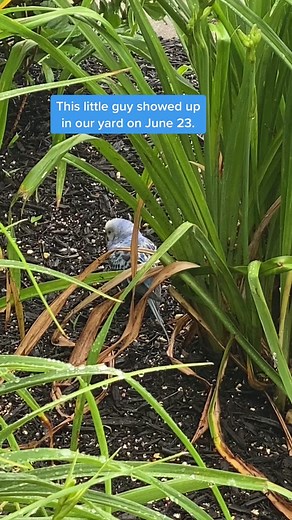 Rescuing Blue Bird Parakeet | Search for Owner Continues